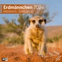 Bild: Erdmännchen Kalender 2024 - 30x30 - Ackermann Kunstverlag