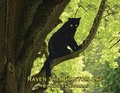 Cover: Raven The Phantom Cat - Lullaby Tiger Publishing: Robert Monahan