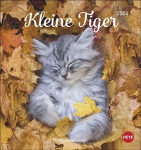Bild vergrößern Bild: Katzen - Kleine Tiger Postkartenkalender 2024. Entzückende Katzenkinder in einem kleinen Kalender zum Aufhängen oder Aufstellen. Tierischer Postkarten-Fotokalender für Katzenfans. - Heye