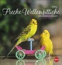 Bild: Freche Wellensittiche Postkartenkalender 2024 von Monika Wegler. Die bunten Vögel in einem kleinen Kalender zum Aufstellen und Aufhängen. Perforierter Postkarten-Fotokalender. - Heye