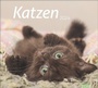 Bild: tm Katzen Bildkalender 2024. Süße Samtpfoten im Wandkalender 2024. Kalender für Katzenfans - jeden Monat ein Hingucker. Hochwertiger Fotokalender im Format 30 x 27 cm. - Heye