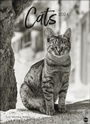 Bild: Monika Wegler: Cats Edition 2024. Elegante Samtpfoten in schwarz-wei&szlig; in einem XXL-Kalender. Tierkalender 2024 im Gro&szlig;format. Hochwertiger gro&szlig;er Fotokalender f&uuml;r Katzenfans. - Heye