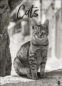 Bild vergrößern Bild: Monika Wegler: Cats Edition 2024. Elegante Samtpfoten in schwarz-weiß in einem XXL-Kalender. Tierkalender 2024 im Großformat. Hochwertiger großer Fotokalender für Katzenfans. - Heye