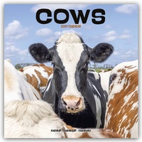 Abbildung von: Cows - Kühe 2024 - 16-Monatskalender - Avonside Publishing Ltd