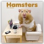 Bild: Hamsters - Hamster 2024 - 16-Monatskalender - Avonside Publishing Ltd
