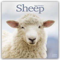 Abbildung von: Sheep - Schafe 2024 - 16-Monatskalender - Avonside Publishing Ltd