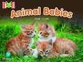 Cover: Bug Club Reading Corner: Age 4-7: Animal Babies - Pearson Education Limited