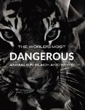 Cover: The World's most DANGEROUS ANIMALS in Black and White - Blurb Inc