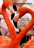 Cover: Flamingos im Fokus - Jaltas Books
