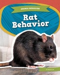 Cover: Rat Behavior - Kids Core