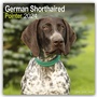 Bild: German Shorthaired Pointer - Deutsch Kurzhaar 2024 - 16-Monatskalender - Avonside Publishing Ltd