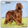 Bild: Irish Setter - Irish Setter 2024 - 16-Monatskalender - Avonside Publishing Ltd