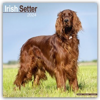 Bild vergrößern Bild: Irish Setter - Irish Setter 2024 - 16-Monatskalender - Avonside Publishing Ltd
