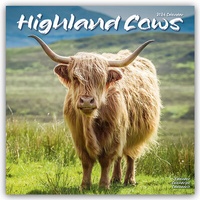 Abbildung von: Higland Cows - Hochland Rinder 2024 - 16-Monatskalender - Avonside Publishing Ltd