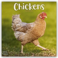Abbildung von: Chickens - Hühner 2024 - 16-Monatskalender - Avonside Publishing Ltd