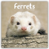 Abbildung von: Ferrets - Frettchen 2024 - 16-Monatskalender - Avonside Publishing Ltd