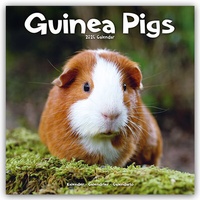 Abbildung von: Guinea Pigs - Meerschweinchen 2024 - 16-Monatskalender - Avonside Publishing Ltd