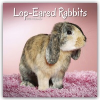 Abbildung von: Lop-eared Rabbits - Widderkaninchen 2024 - 16-Monatskalender - Avonside Publishing Ltd