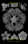 Cover: Psychosomatik - Edition Patrick Frey