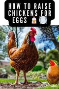 Cover: How to Raise Chickens For Eggs and Meat - TravelMagma