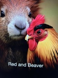 Cover: Red and Beaver - Quicksilver