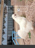 Cover: Taco sneaks aboard a hot air balloon discovers Alburquerque with a pit stop in San Antonio and the Owl - Lulu.com