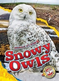 Cover: Snowy Owls - Blastoff! Readers