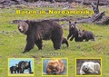 Cover: B&auml;ren in Nordamerika - Books on Demand
