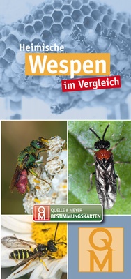 Abbildung von: Heimische Wespen im Vergleich - Quelle & Meyer