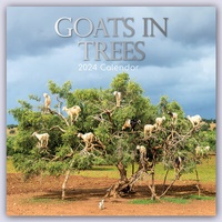 Abbildung von: Goats in Trees - Ziegen auf Bäumen 2024 - 16-Monatskalender - Brown Trout-Auslieferer Flechsig
