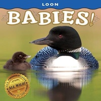 Enlarge image Cover: Loon Babies! - Farcountry Press