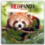 Cover: Red Panda - Rote Pandas - Rote Pandabären 2024 - Brown Trout-Auslieferer Flechsig