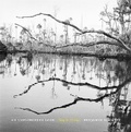 Cover: An Unflinching Look - Wormsloe Foundation Nature Books