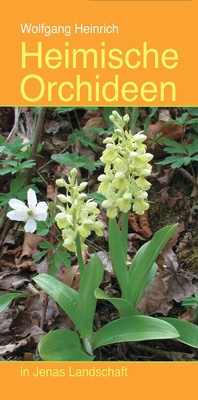 Abbildung von: Heimische Orchideen in Jenas Landschaft - Jenzig