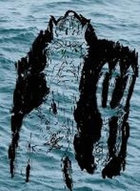 Enlarge image Cover: Neptunalia - IngramSpark