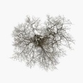 Cover: Tree - Integral
