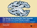 Abbildung von: The Human Brain during the Third Trimester 225- to 235-mm Crown-Rump Lengths - Taylor & Francis