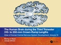 Abbildung von: The Human Brain during the Third Trimester 310- to 350-mm Crown-Rump Lengths - Taylor & Francis