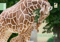 Cover: Tierbabys - Kiko Verlag