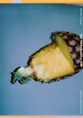 Cover: Our Pocketkamera 1985 - Camera Austria