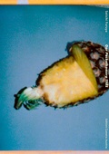 Cover: Our Pocketkamera 1985 - Camera Austria