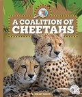 Cover: A Coalition of Cheetahs - Child's World, Inc. Wonder Books