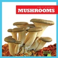 Cover: Mushrooms - Bullfrog Books