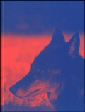 Cover: Das Wesen von X - Spector Books