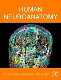 Abbildung von: Human Neuroanatomy - Academic Press
