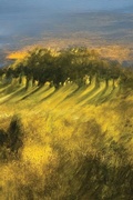Cover: Jeffrey Scherer INTO THE WOODS - Analog Journals