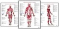 Cover: Trail Guide to the Body's Muscles of the Human Body Posters: Set of 3 - Books of Discovery