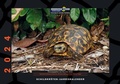 Cover: Schildkr&ouml;ten-Jahreskalender 2024 - Kleintierverlag