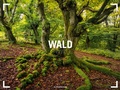 Cover: Wald - Ackermann Gallery Kalender 2025 - Ackermann Kunstverlag