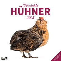 Abbildung von: Verrückte Hühner Kalender 2025 - 30x30 - Ackermann Kunstverlag